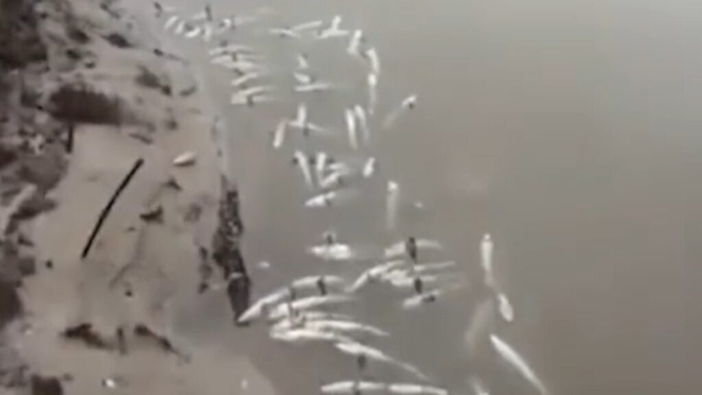 Ratusan Ikan Bandeng Mati di Konawe, Diduga Akibat Limbah PLTU Pemasok Energi Smelter Nikel