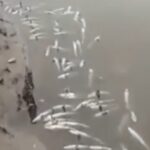 Ratusan Ikan Bandeng Mati di Konawe, Diduga Akibat Limbah PLTU Pemasok Energi Smelter Nikel