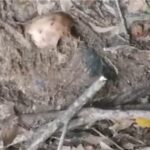 Penemuan Rangka Manusia di Battang Barat Palopo, Mulut Disekap Kain