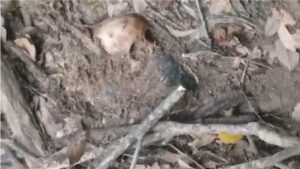 Penemuan Rangka Manusia di Battang Barat Palopo, Mulut Disekap Kain