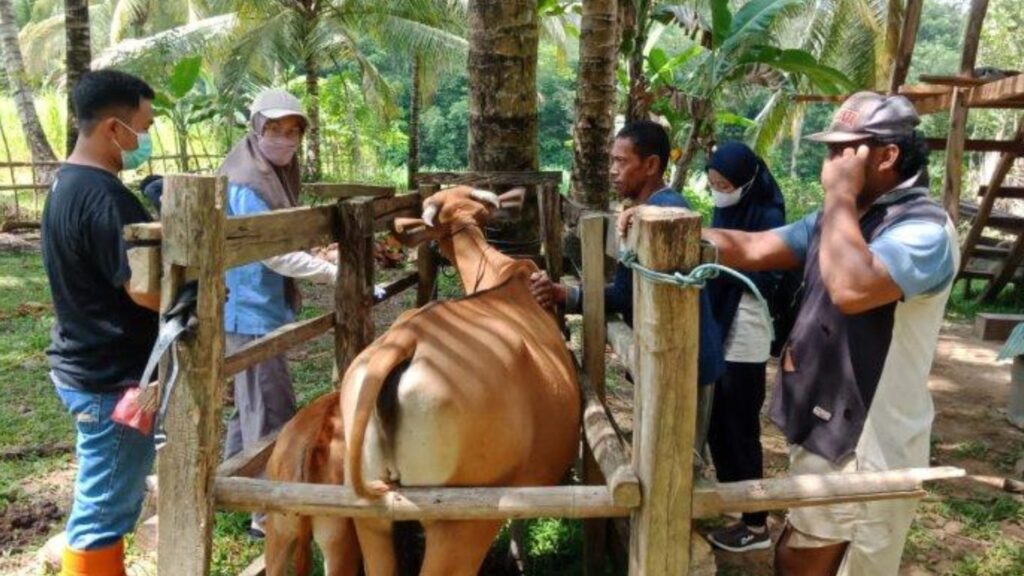 Wabah PMK Serang Sapi di Sinjai, Dinas Peternakan Intens Sosialisasi dan Vaksinasi