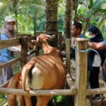 Wabah PMK Serang Sapi di Sinjai, Dinas Peternakan Intens Sosialisasi dan Vaksinasi