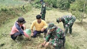 TNI dan Masyarakat Bersatu Hijaukan Luwu Utara dengan Pinus dan Mahoni