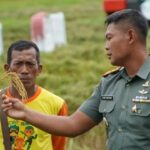 Dandim 1403 Palopo Turun ke Sawah, Pastikan Harga Gabah Sesuai HPP