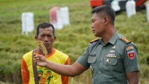 Dandim 1403 Palopo Turun ke Sawah, Pastikan Harga Gabah Sesuai HPP