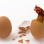 Ayam Atau Telur Duluan? Ini Jawaban Terbaru dari Dunia Ilmiah
