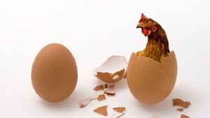 Ayam Atau Telur Duluan? Ini Jawaban Terbaru dari Dunia Ilmiah