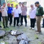 Buaya 4 Meter yang Meresahkan Warga Barru Akhirnya Diserahkan ke KSDA