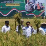 Panen Raya Serentak di 14 Provinsi, Sidrap Tunjukkan Komitmen Ketahanan Pangan
