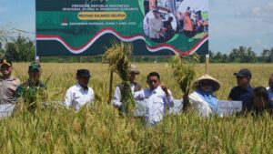 Panen Raya Serentak di 14 Provinsi, Sidrap Tunjukkan Komitmen Ketahanan Pangan