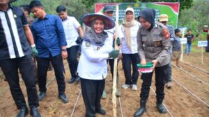 Bukan Jawa, Tapi Sinjai! Desa Duampanuae Dipilih Jadi Titik Jagung Nasional