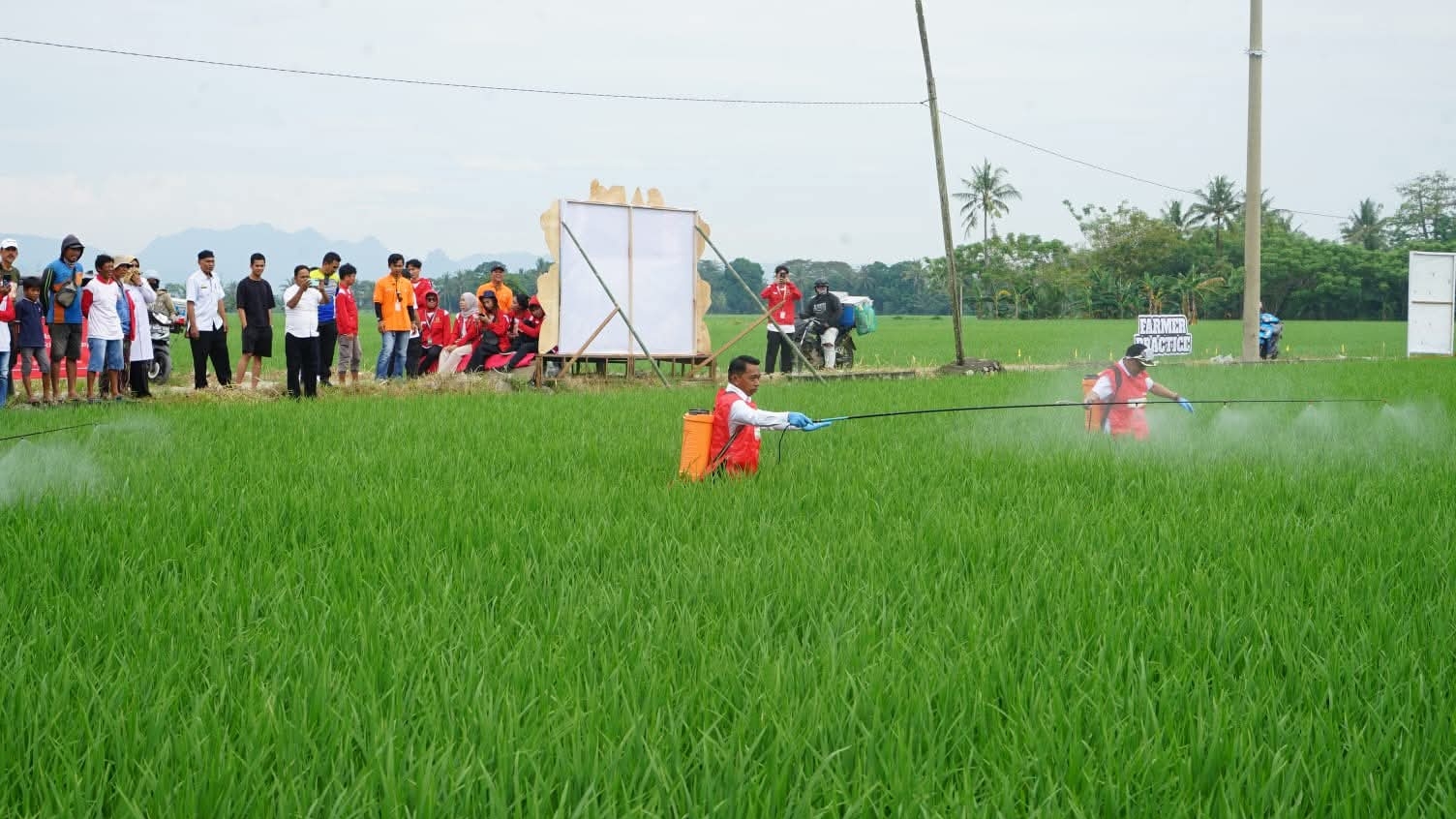 Lindungi Tanaman, Pemkab Sidrap Perkuat Ketahanan Pangan Lewat Penyemprotan Massal