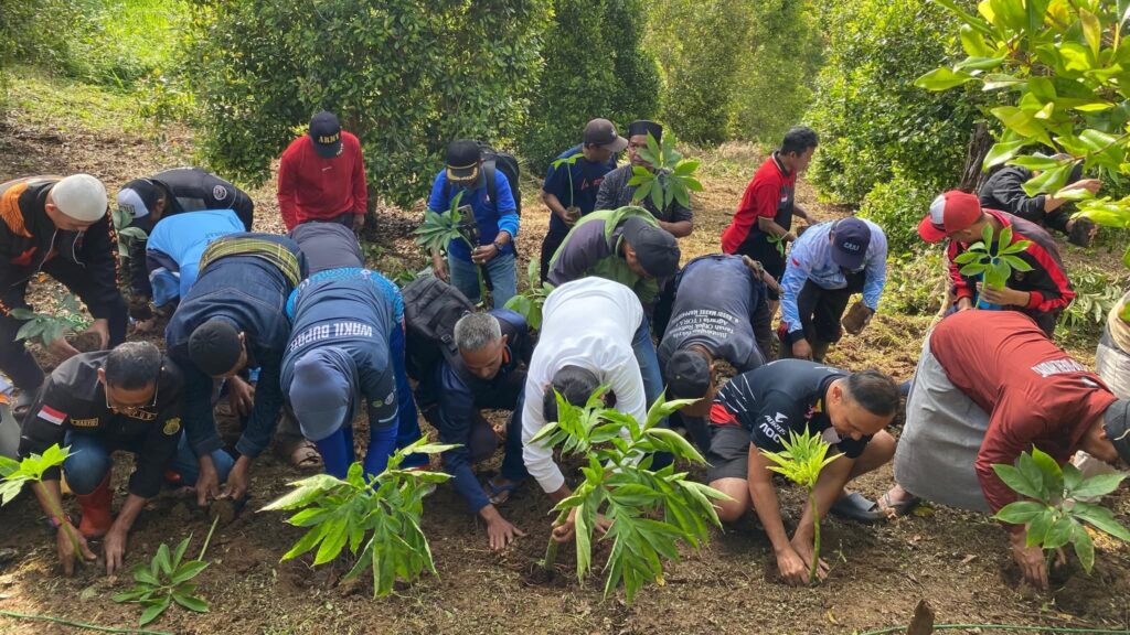 Tanam Porang di Sela Cengkeh, Sidrap Dorong Pemanfaatan Lahan Ramah Lingkungan